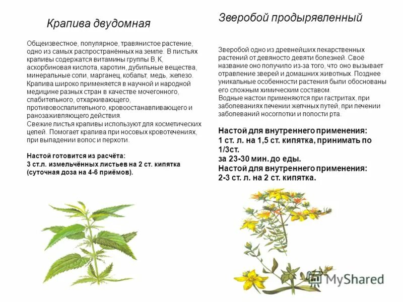 В крапиве содержится кислота