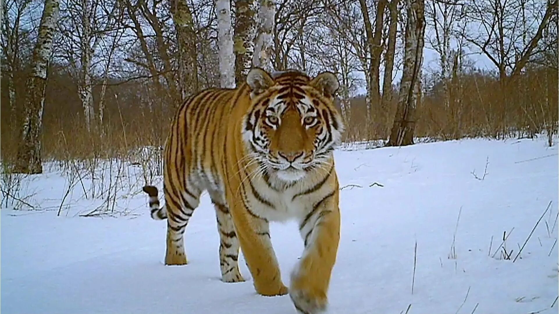 Видео тигров видео видео тигров против. Амурский (Уссурийский) тигр. Уссурийский (Амурский) тигр Уссурийский (Амурский) тигр. Краснокнижный тигр Амурский. Амурский тигр Сихотэ-Алинь.