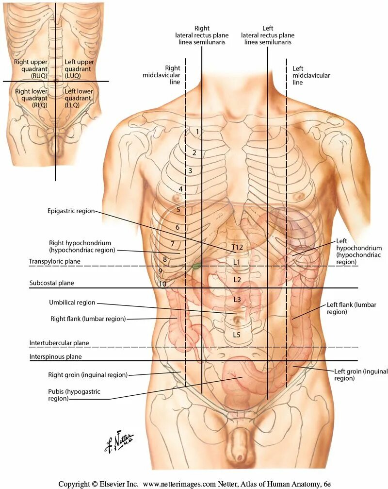 Атлас Неттера передняя брюшная стенка. Подреберье анатомия. Органы с левой стороны под ребрами спереди у человека. Анатомические области живота.