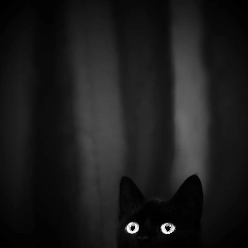 Кошка в темной комнате. Черная кошка в темноте. котик в темноте. кот из темноты. черный кот выглядывает.