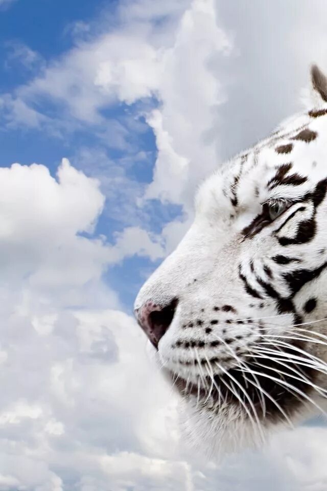Sky tiger