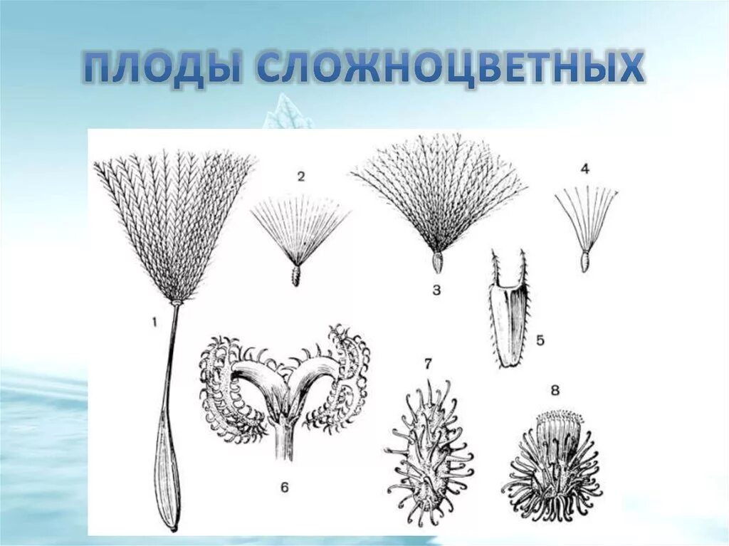 Сложноцветные имеют плод