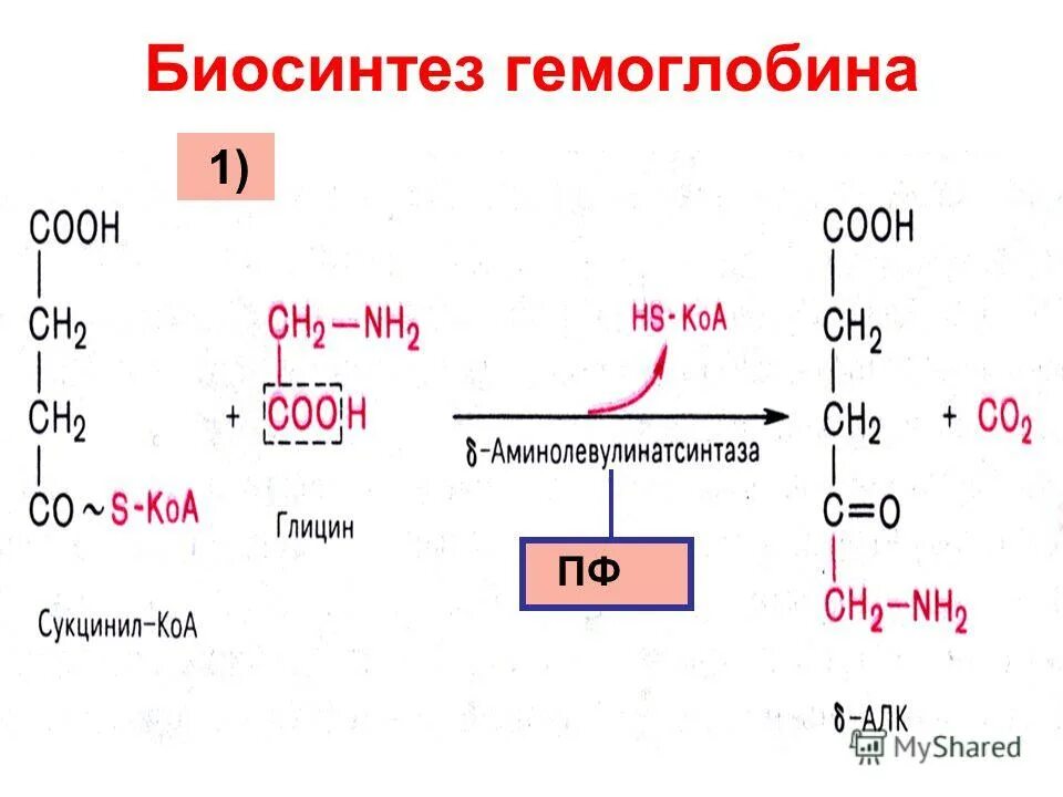 Биосинтез крови. Общая схема синтеза гемоглобина. Синтез гемоглобина биохимия схема. Сукцинил КОА Синтез гема. Основные этапы синтеза гемоглобина.