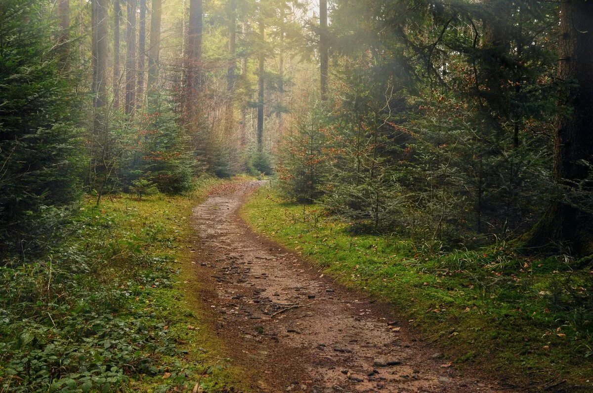 Тропинка в лесу. Лесная дорога. Тропка в лесу. Лесные тропинки.