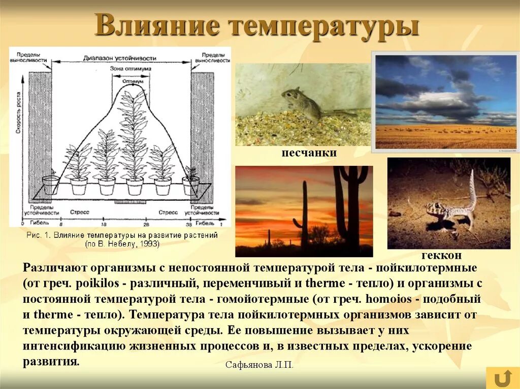 Как влияет температура окружающего воздуха. Влияние температуры на жизнедеятельность организмов. Влияние температуры на организм. Влияние температуры среды на организмы. Влияние температуры на жизненные процессы.