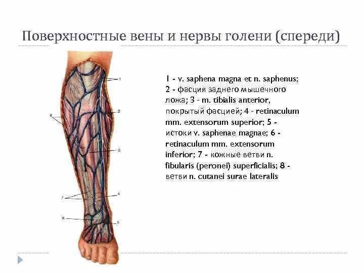 Вена сафена Магна топографическая анатомия. Вены нижней конечности топографическая анатомия. Поверхностные сосуды и нервы передней области голени. Топография голени нерв.