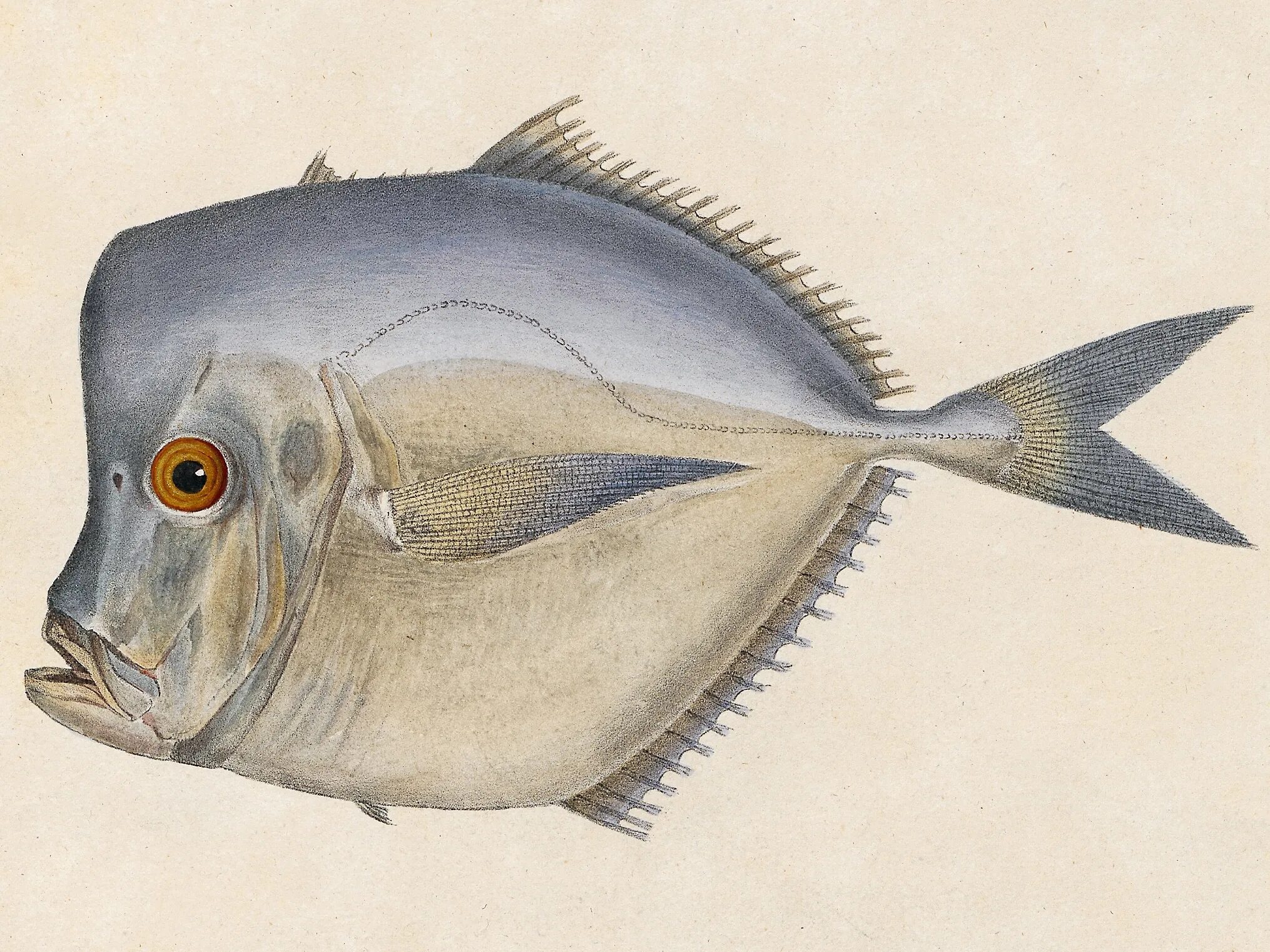 Рыба и рыбопродукты. Морская рыба созвучная облицовочной плитке. Морская рыба каранкс. Морские рыбы. Свежая морская рыба.
