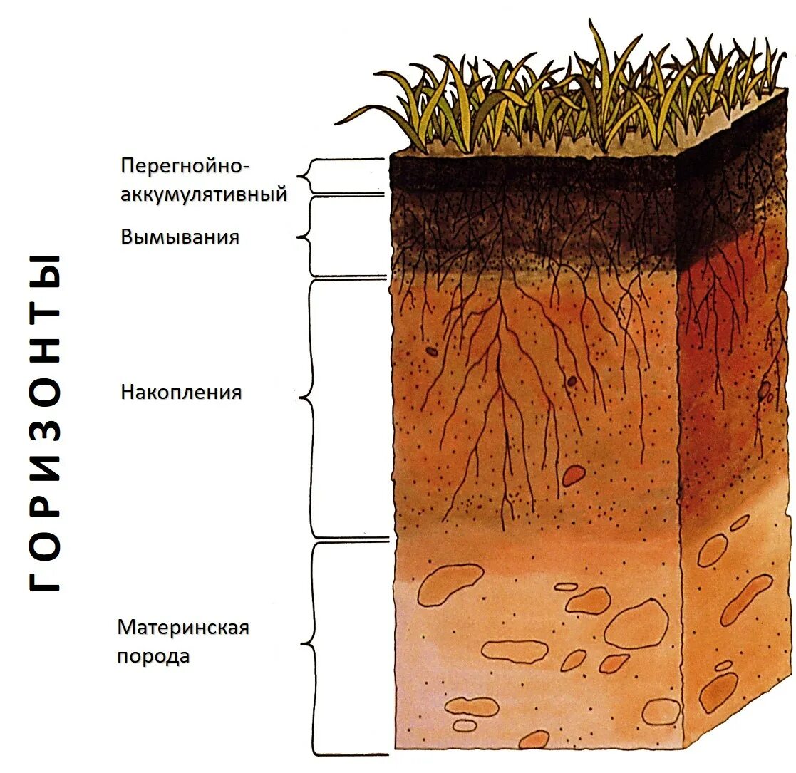 Срез география. Почвенный профиль гумусовый Горизонт. Структура почвы почвенные горизонты. Почвенный Горизонт Урбик. Слои почвенного профиля.