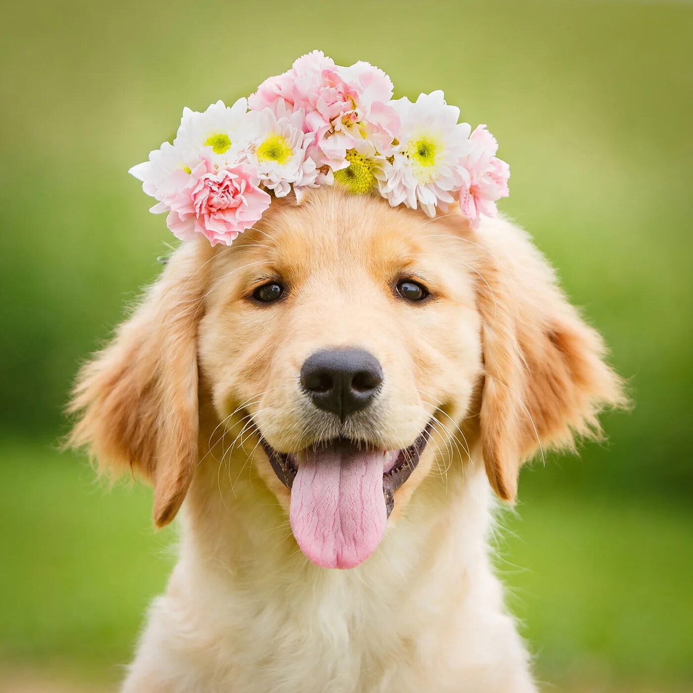 Золотистый улыбающийся пес. Золотистый лабрадор. Золотистый ретривер. Золотистый ретривер щенок. Счастливая собака.