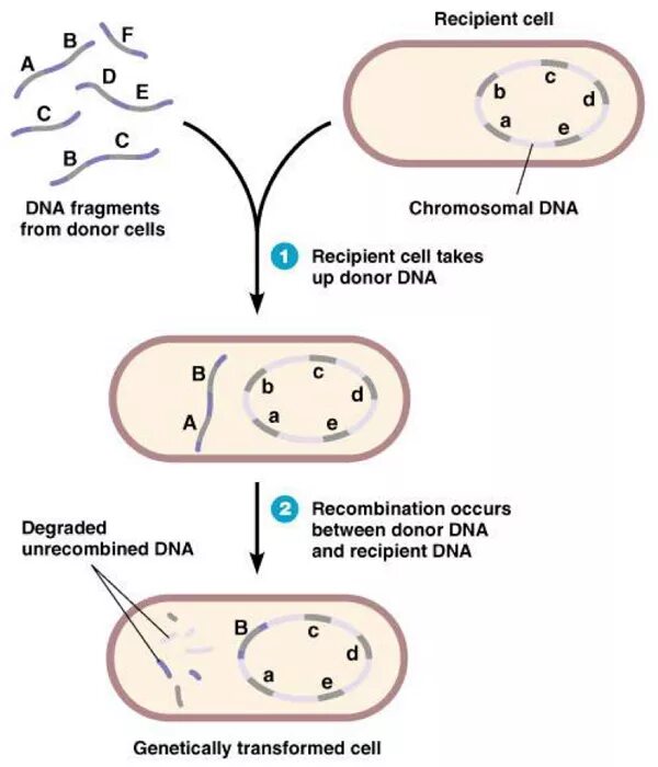 Донор днк. Механизм трансформации микробиология. Механизм трансформации бактерий схема. Трансформация бактериальных клеток. Этапы трансформации бактерий.