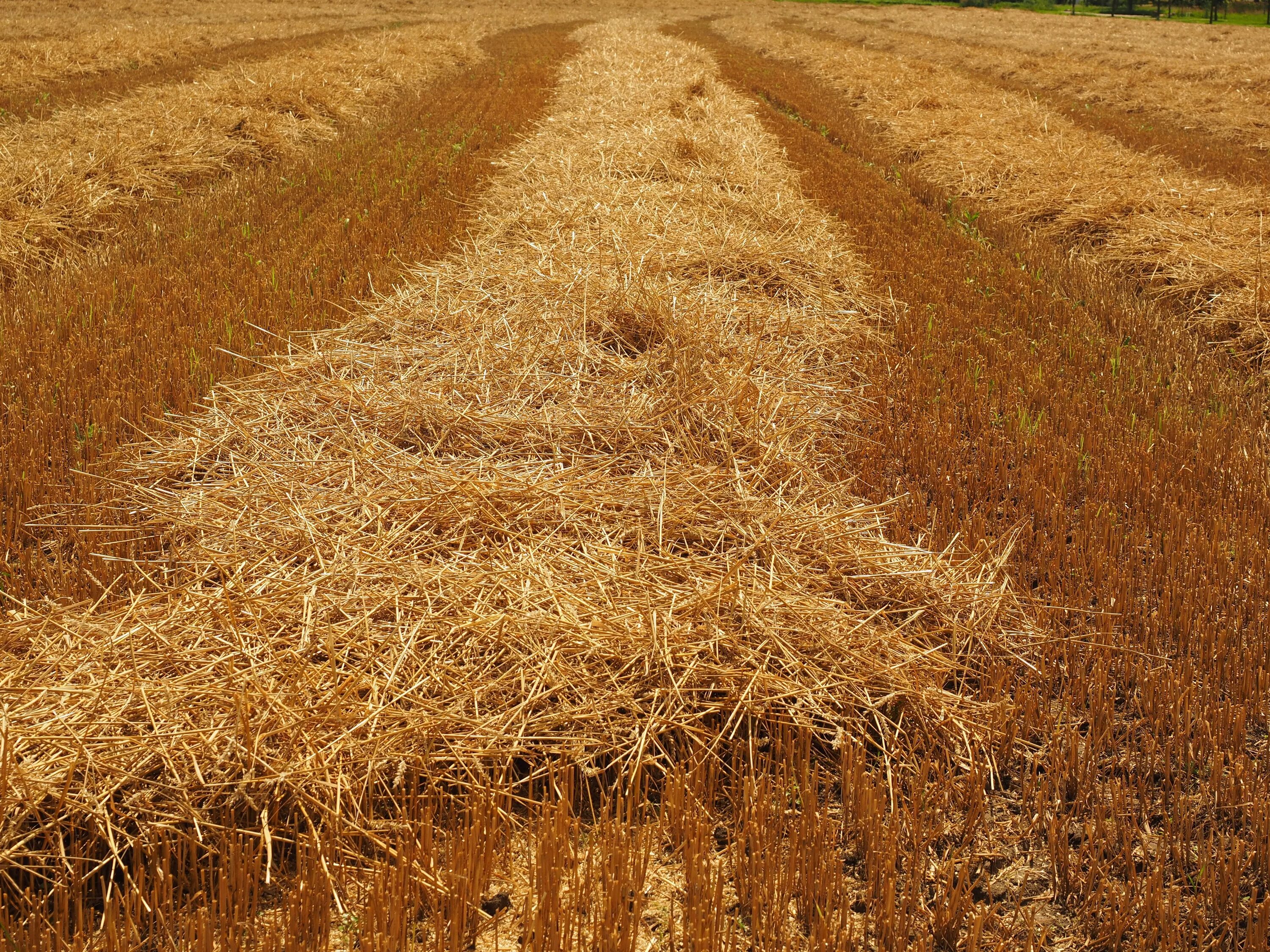 Убранное поле. Поле стерня. Солома пшеницы. Поле засеянное пшеницей. Поле прямоугольной формы засеяно пшеницей длина