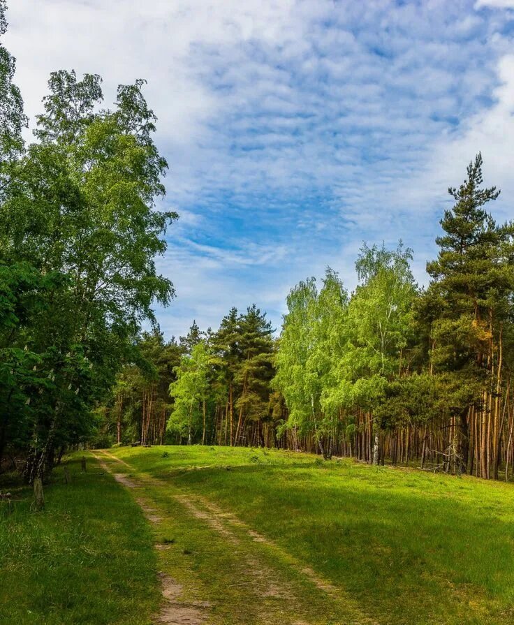 Парк сосновая поляна в санкт-петербурге. Белебеевский парк «сосновая поляна». Исторический район сосновая поляна. Новый сосновая поляна. Сосновый бор (парк, новосибирск).