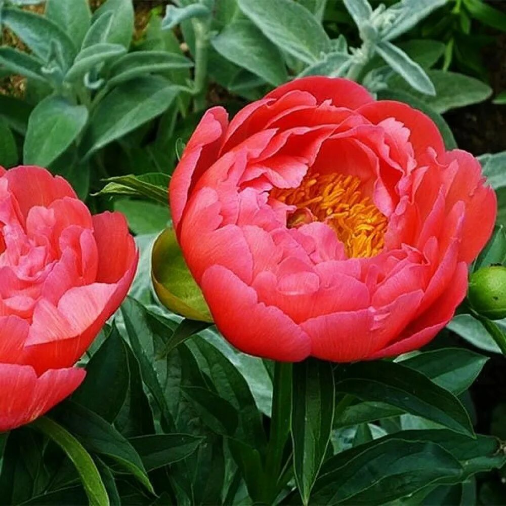 Пион корал магик. Пион сансет коралл. Пион молочноцветковый coral sunset. Пион coral sunset. Пион межвидовой корал сансет.