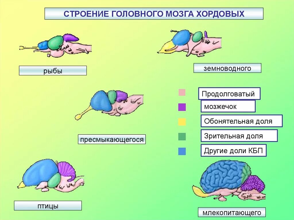 Головной мозг птиц отличается от земноводных