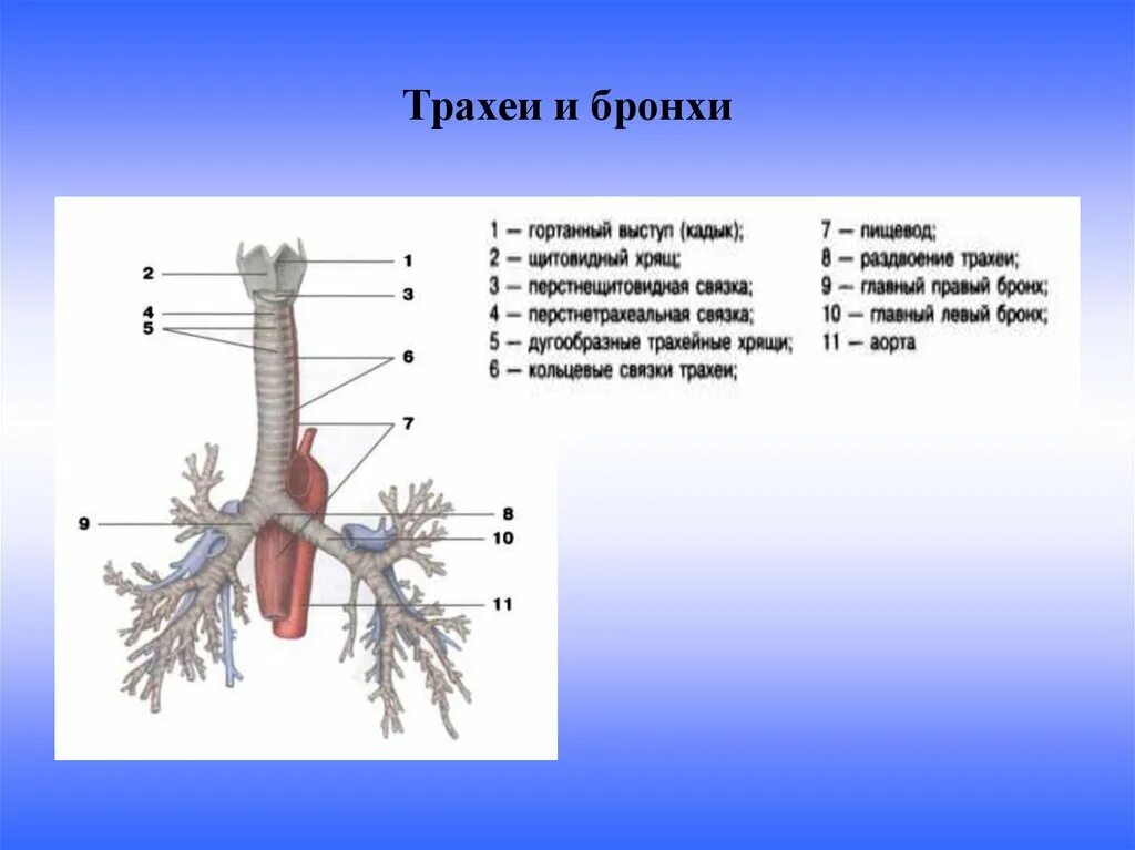 Трахея бронхи бронхиальное дерево. Трахея,бронхи, легкие анатомические строение. Трахея и бронхи вид спереди. Гортань трахея бронхи строение.