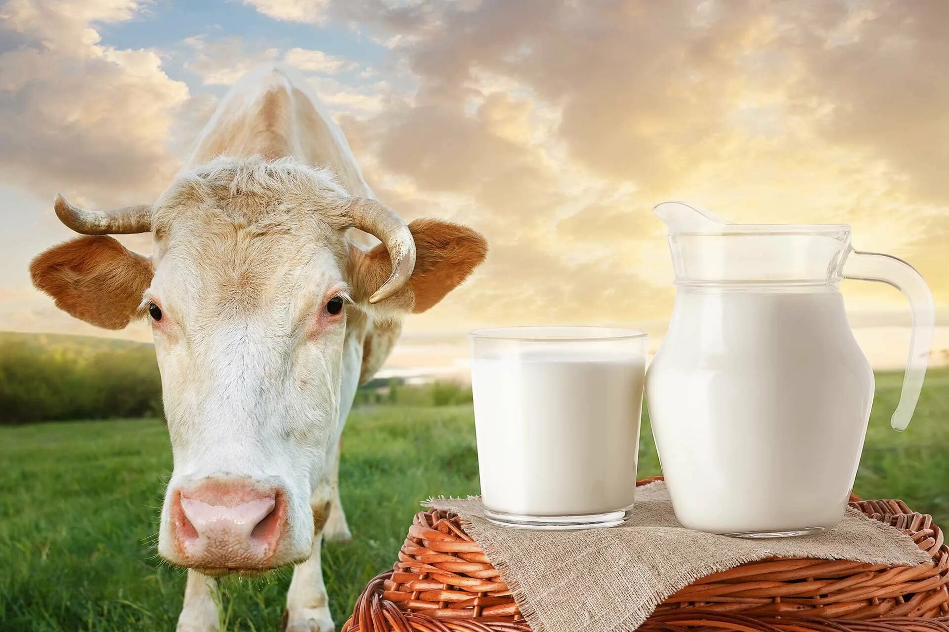 Молоко полученное от коровы 5. Корова молоко. Кувшин с молоком. Корова и кувшин с молоком. Корова дает молоко.