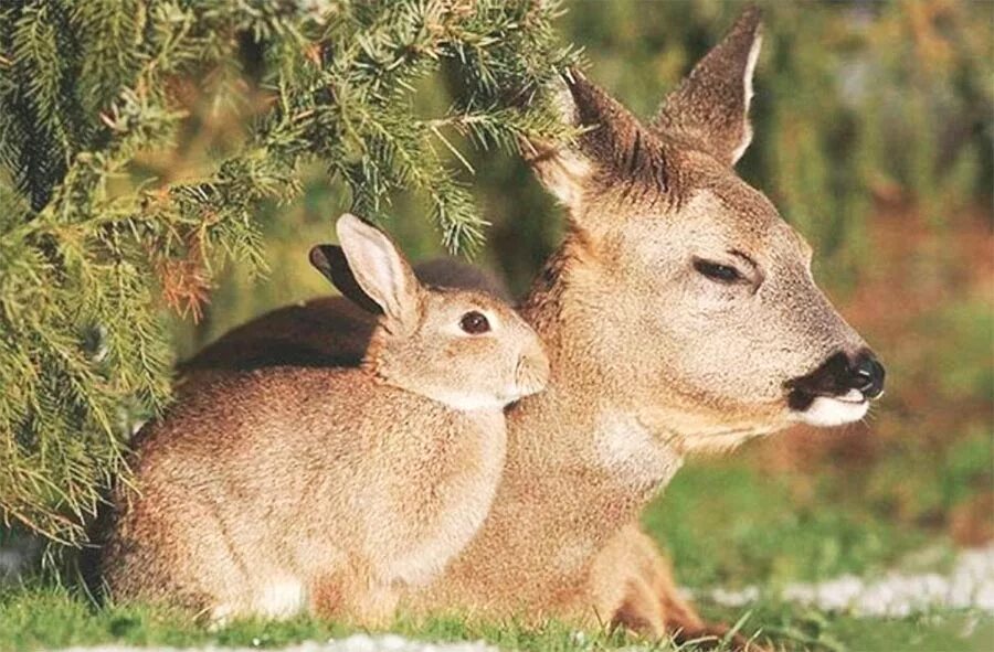 Животные дружба. Разные животные вместе. Животные леса дружат между собой. Оленёнок бемби в риальной жизни. Животные леса дружат между собой.