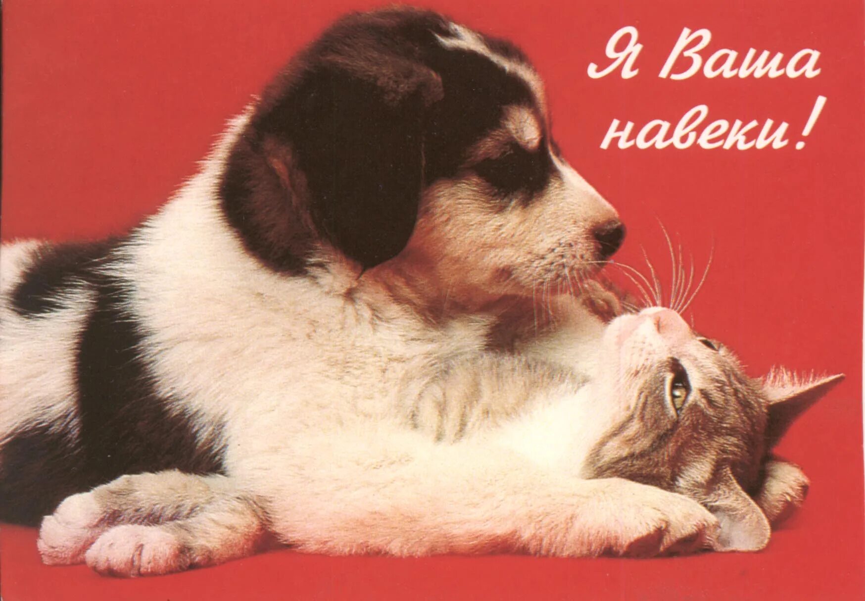 любите животных. моя собачка дороже тебя. моя собачка дороже тебя. день собак. открытки собака и кошка.