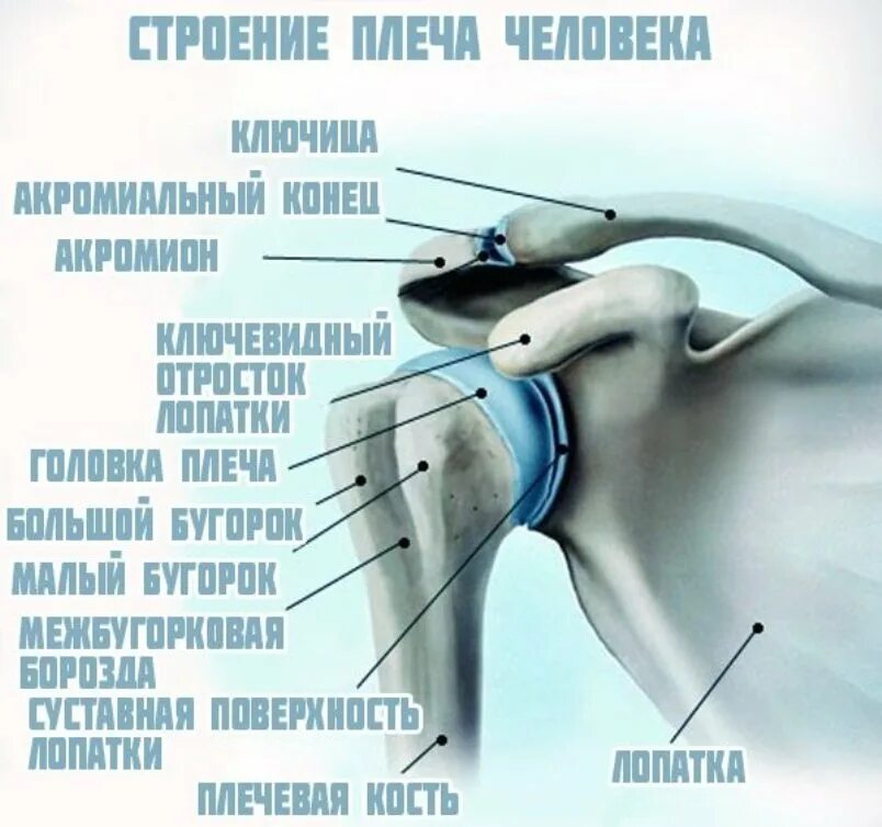 Анатомия плечевого сустава. Строение человеческого плечевого сустава. Плечевой сустав анатомия строение. Строение плечевого сустава схема. Анатомия плечевого сустава и мышц плеча.