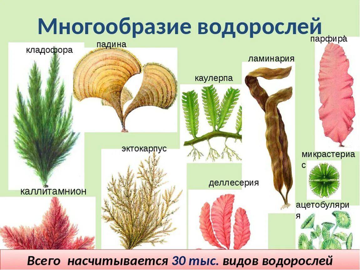 4 класса водорослей. Водоросли названия. Виды и разнообразие водорослей. Виды морских водорослей. Разнообразие зеленых водорослей.