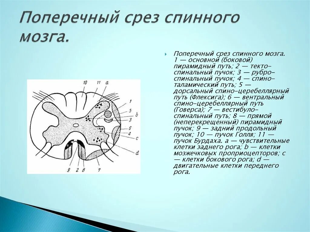 Спинной мозг обозначения. Поперечный срез спинного мозга, укажите основные части.. Строение поперечника спинного мозга. Строение спинного мозга на поперечном разрезе. Схема поперечного сечения спинного мозга.