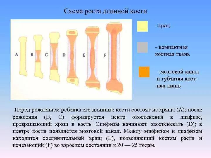 Удлиненная кость. Рост костей схема. Губчатая и компактная костная ткань. Превращение хряща в кость. Мозговой канал длинной кости.