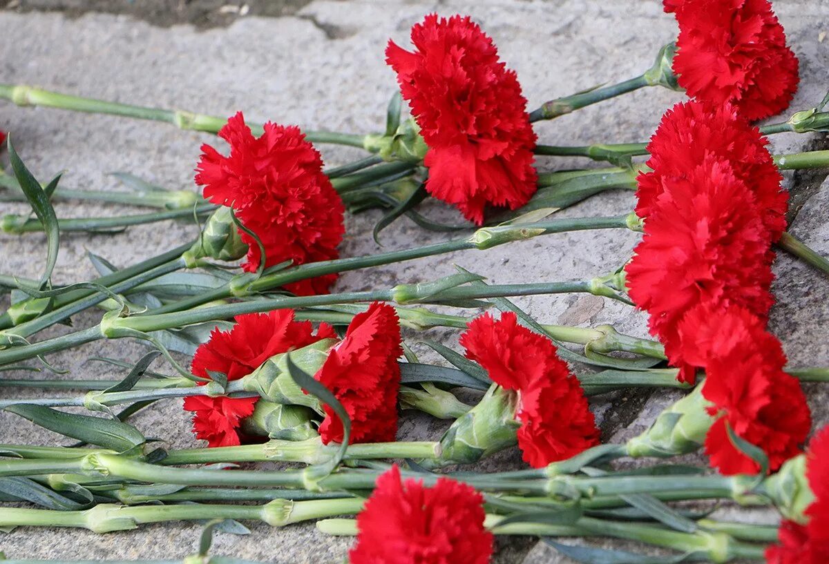 Сколько гвоздик на день победы. Гвоздики возложение воинам интернационалистам. гвоздики на вов 1941-1945. гвоздики цветы. гвоздики на памятник.