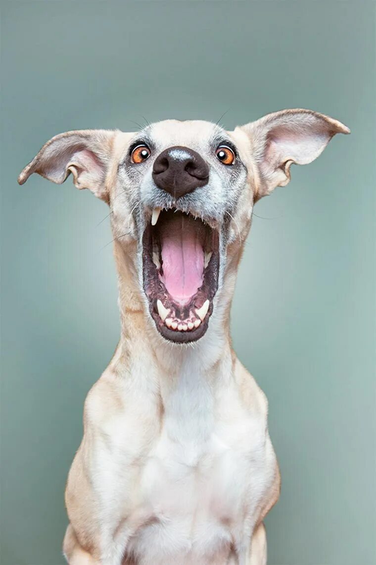 Кричащий собаки. Собака мем. When bitten by a dog i abandoned. Кричащая собака. Собака мем.