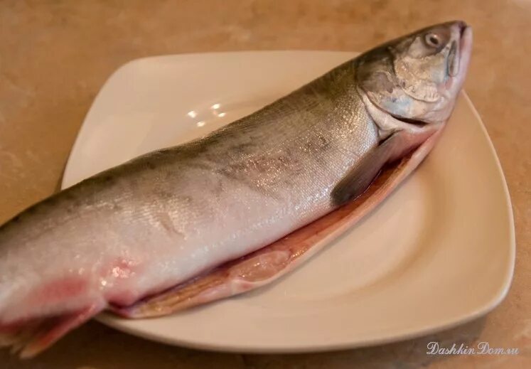 Почему мясо горбуши. Рыба голец чешуя. Морская рыба без чешуи с белым мясом. Пресноводная рыба без чешуи. Красная рыба без чешуи.