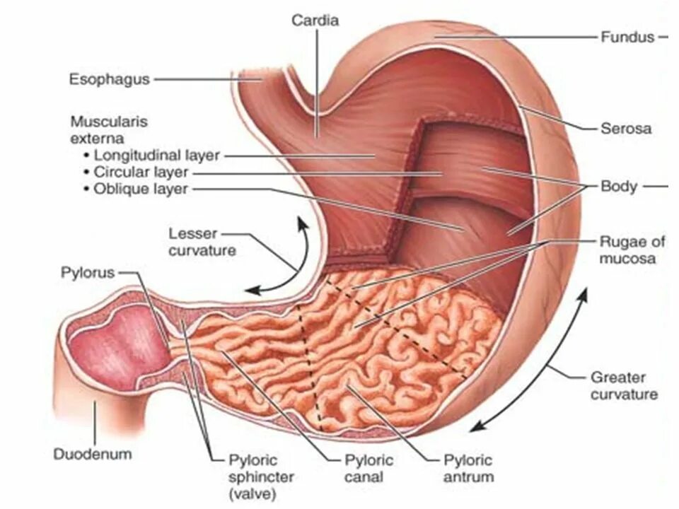 Части органа желудка. Преддверие привратника желудка анатомия. Желудок анатомия человека. Строение желудка человека. Человеческий желудок в разрезе.