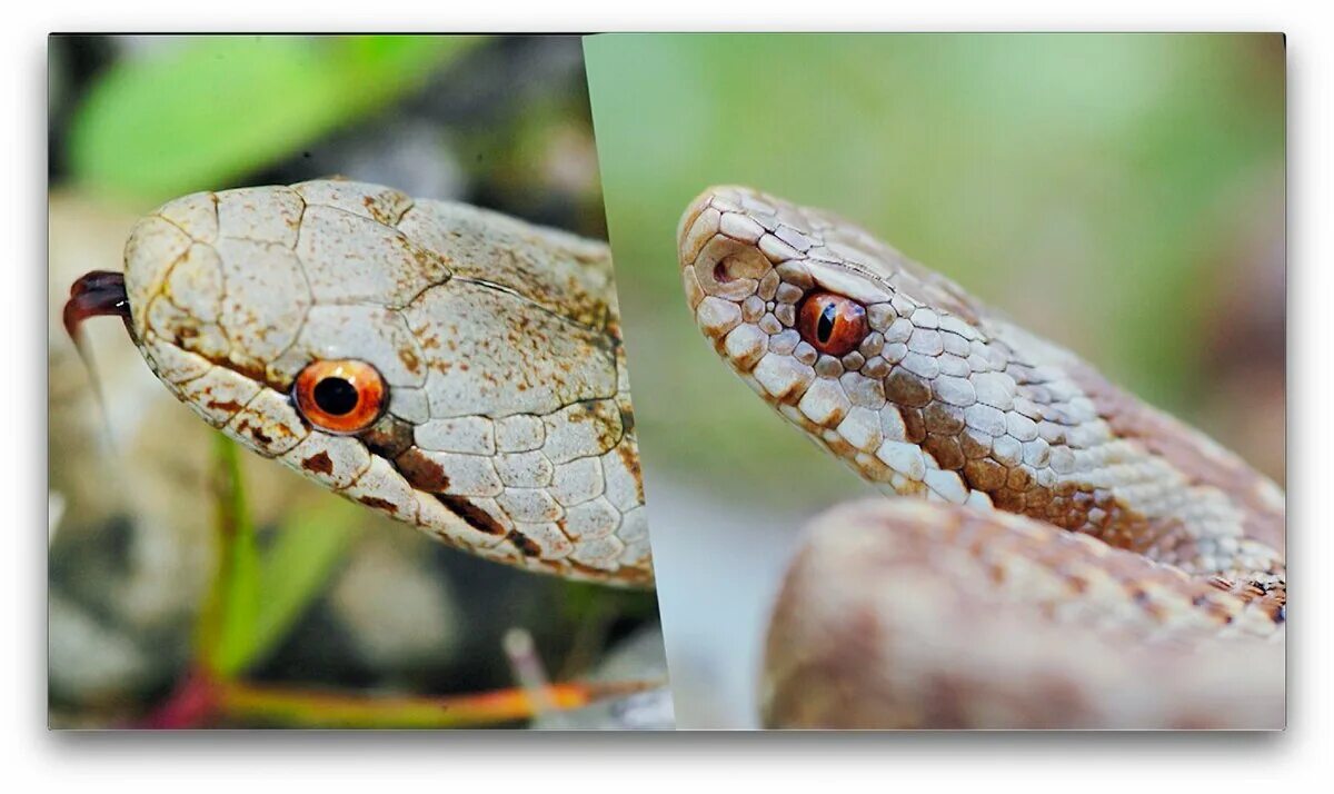 Различия змей гадюки и ужа. Уж и гадюка отличия. Уж или гадюка отличия. Зрачок гадюки и ужа.