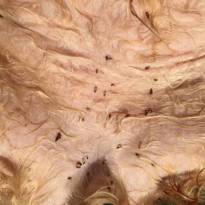 блохи живут на собаке