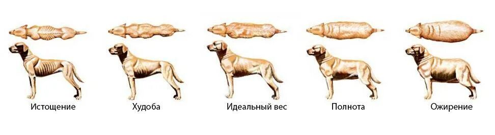 Типы кондиции