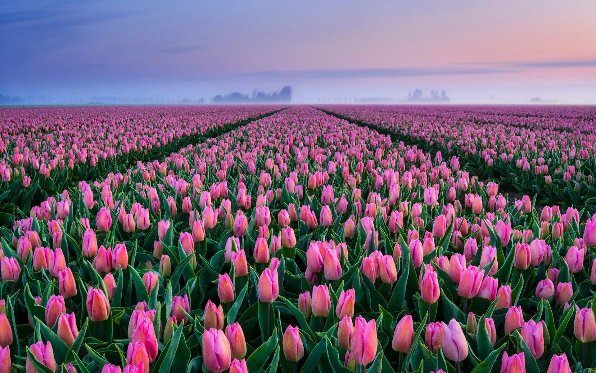 Где тюльпановые поля. Тюльпановые поля в Нидерландах. Тюльпан Пинк Сноуи. Тюльпановое поле в Голландии.