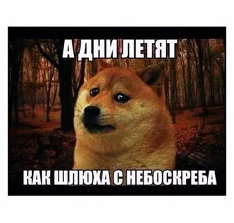 Ясные дни летели один быстрее другого