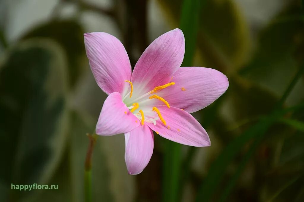 Зефирантес розовый. Zephyranthes rosea. Зефирантес. Зефирантес розовый Zephyranthes rosea 10шт.