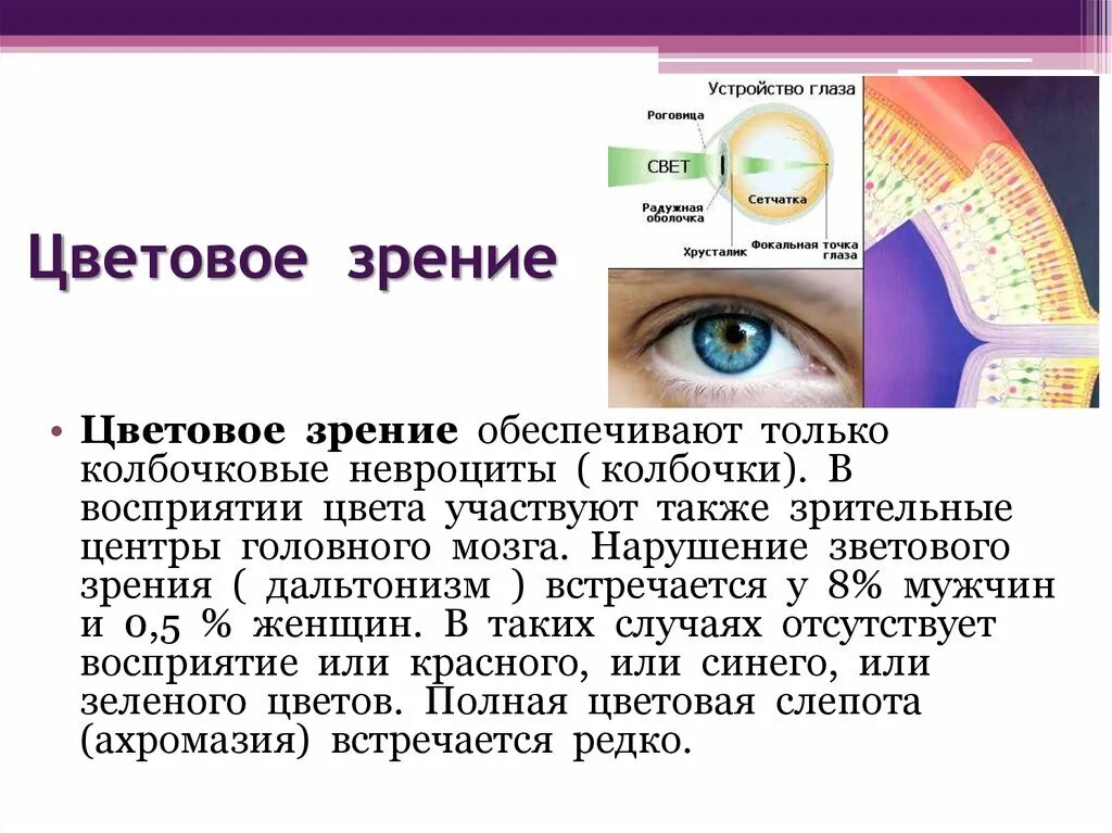 Восприятие глаза человека. Цветовое зрение. Цветовое зрение обеспечивают. Цветное зрение физиология. Зрение и восприятие цвета.