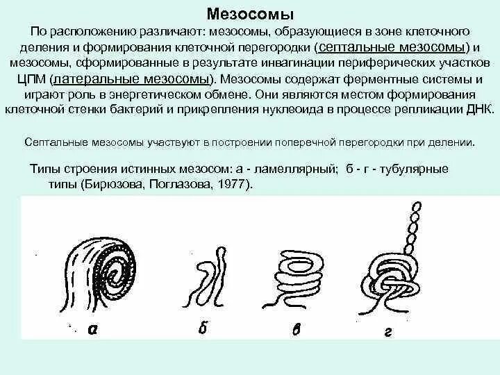 Мезосомы метод выявления микробиология. Метод выявления мезосом микробиология. Мезосомы строение микробиология. Строение мезосомы и его функции.