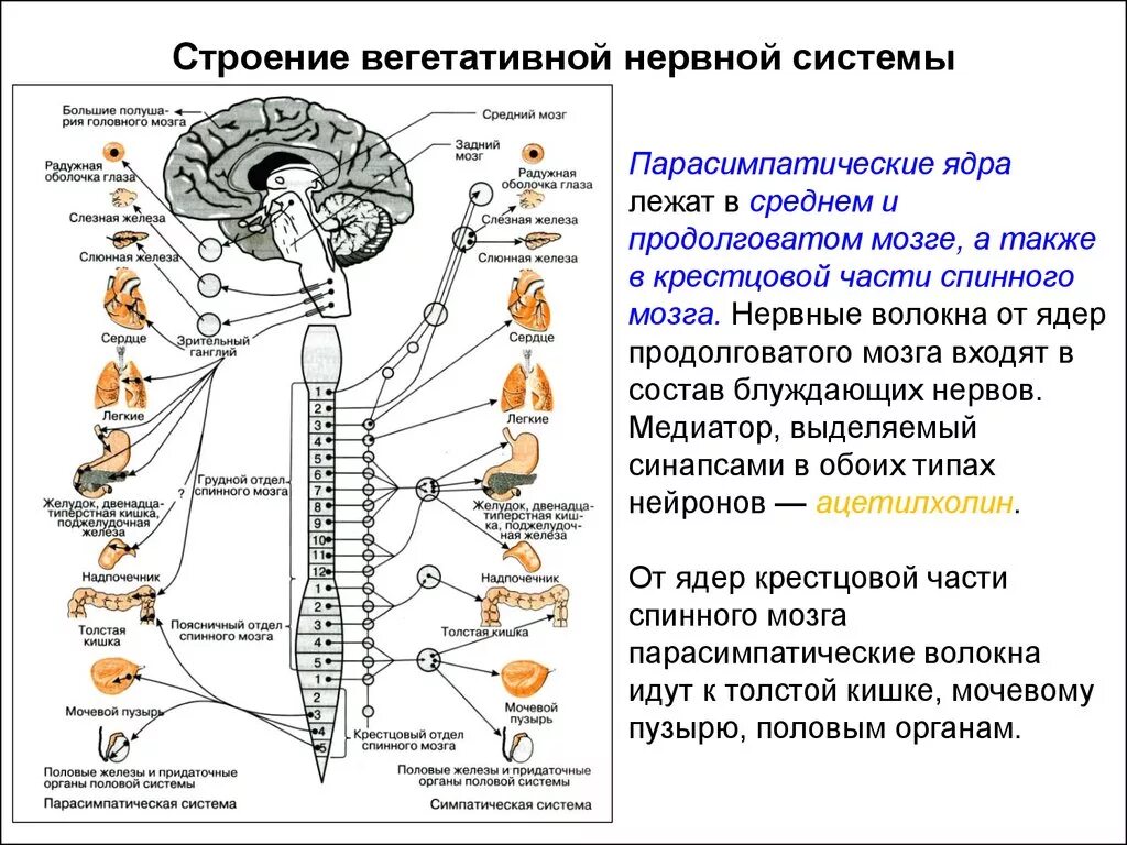 Центры вегетативной нервной системы спинного мозга. Строение ВНС анатомия. Вегетативная нервная система анатомия схема. Отделы вегетативной нервной системы строение. Вегетативным является ядром