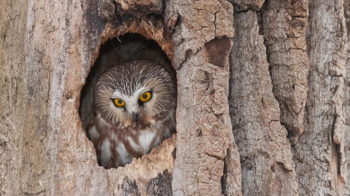 бородатая неясыть гнездо. мохноногий сыч птенец. сова с книгой. где жила сова. бородатая неясыть гнездо.