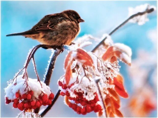 Птицы зимой песни. Воробей на рябине. Соловей зимой. Птички на ветке зимой. Воробей зимой.