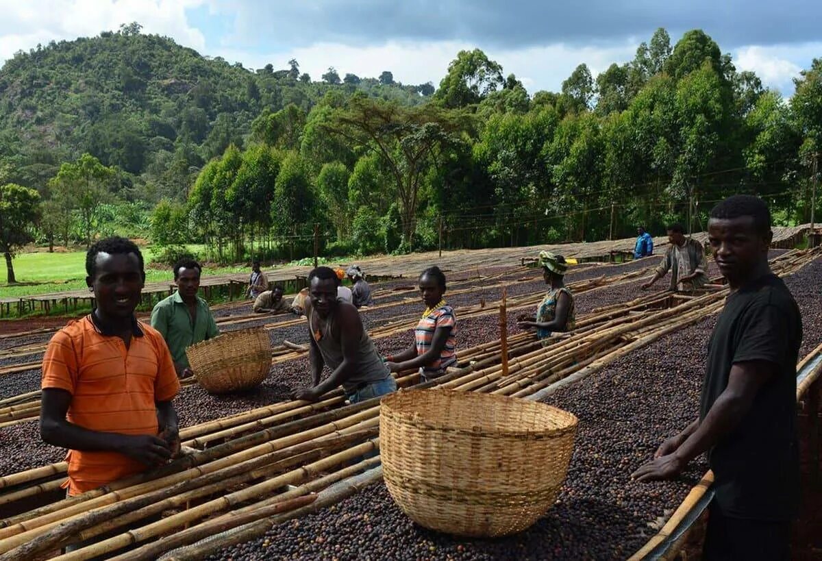 Эфиопия кофейные плантации. Плантации кофе в Эфиопии. Эфиопия Сидамо плантации. Эфиопия Оромия кофе.
