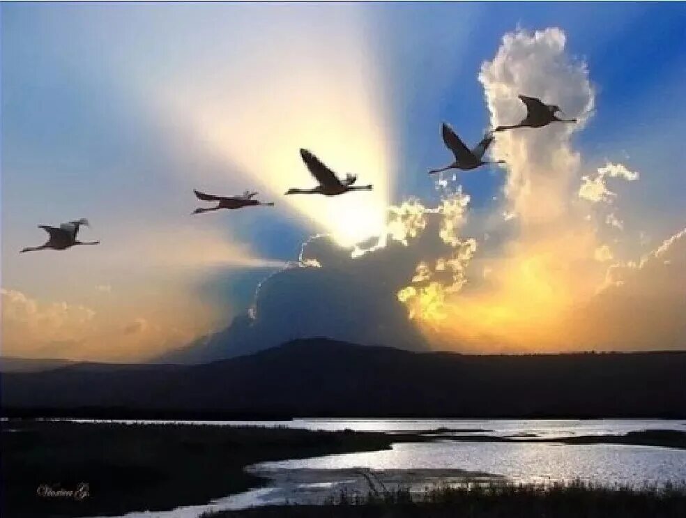 Улетают птицы в дальние. Птицы улетают. Птицы в небе. Журавль в небе. Стая журавлей.