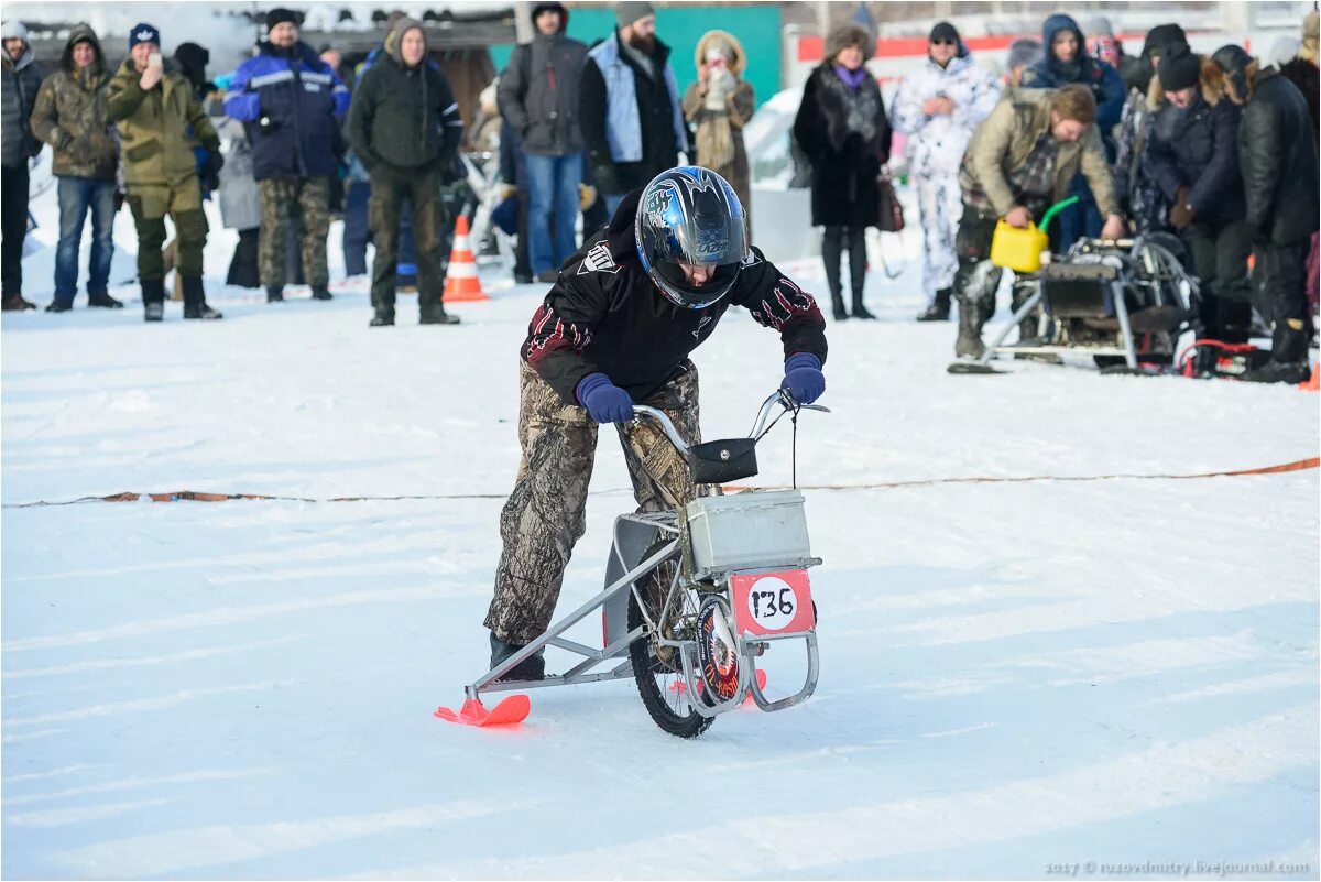 сноудогс 2024