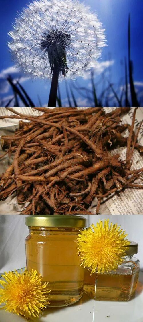 Dandelion root - корень одуванчика. Лечебная трава корешки одуванчика. Одуванчик лекарственный применяется для. Лечебные отвары из одуванчиков.