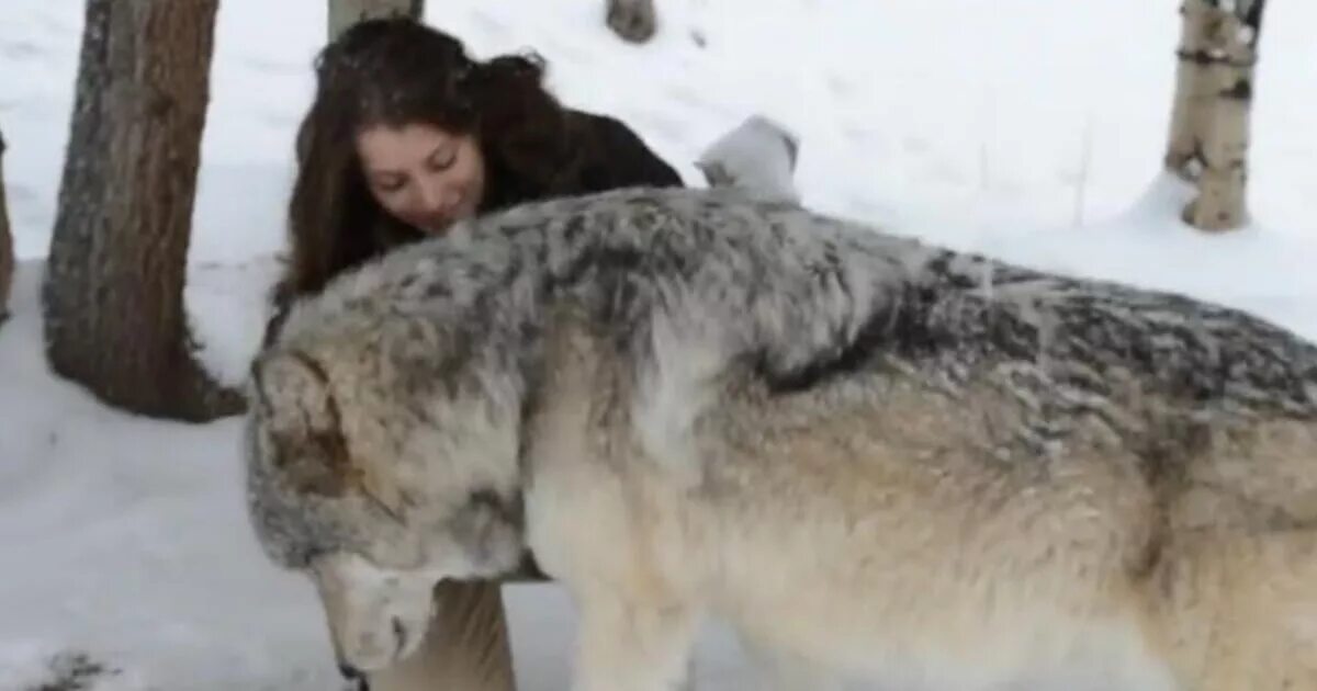 Самой большой волк в мире. Самый гигантский волк в мире.