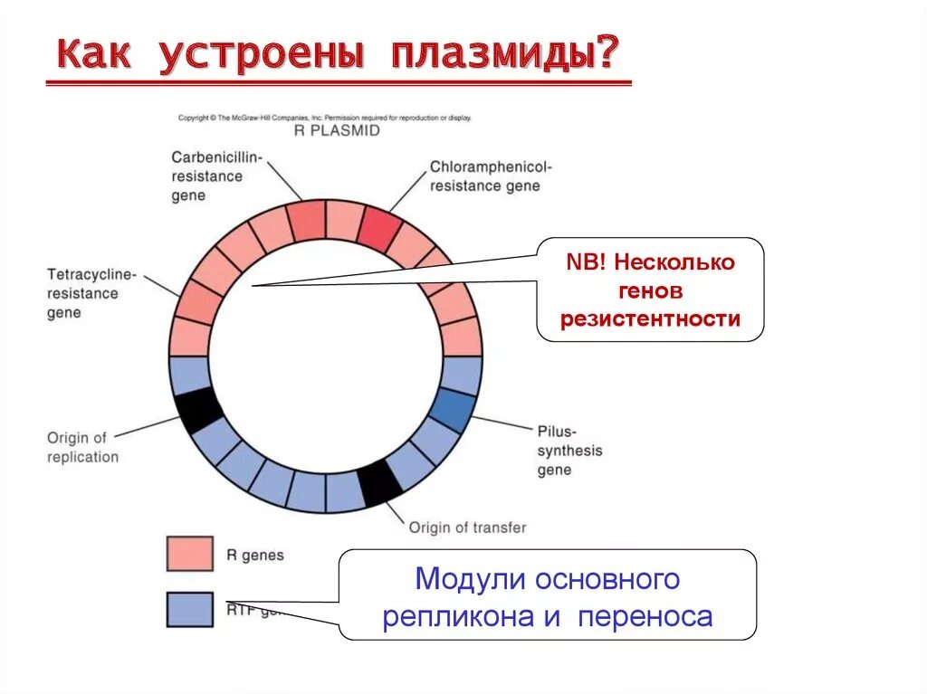 Плазмида определение. Строение бактерии плазмида. Строение плазмид бактерий. Строение бактериальной плазмиды. Строение бактериальных плазмид.