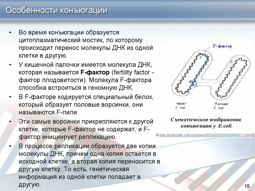 Конъюгация. Особенности конъюгации. Конъюгация бактерий. Конъюгация характеристика. Наследственная информация у бактерий