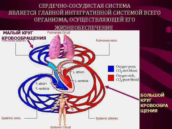 Сердечно сосудистая система большой и малый круг кровообращения. Общая схема сердечно сосудистой системы физиология. Сердечно-сосудистые система физиология сердца круга кровообращения. Микроциркуляция физиология сердечно.