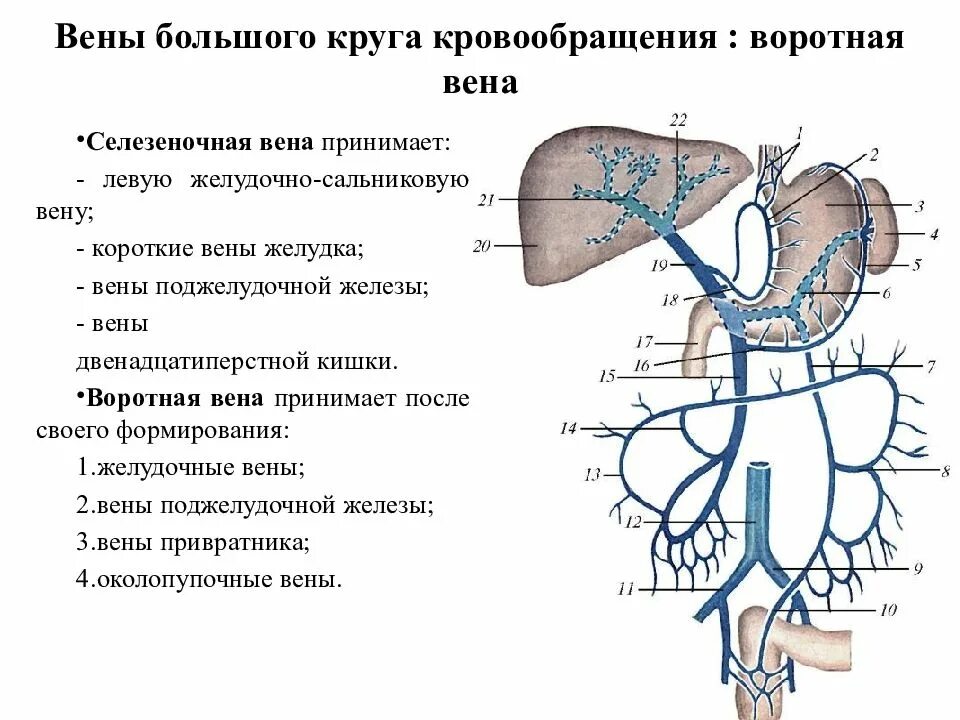 Кровообращение воротной вены. Селезеночная Вена анатомия. Система портальной вены анатомия. Селезеночная Вена ветвь.